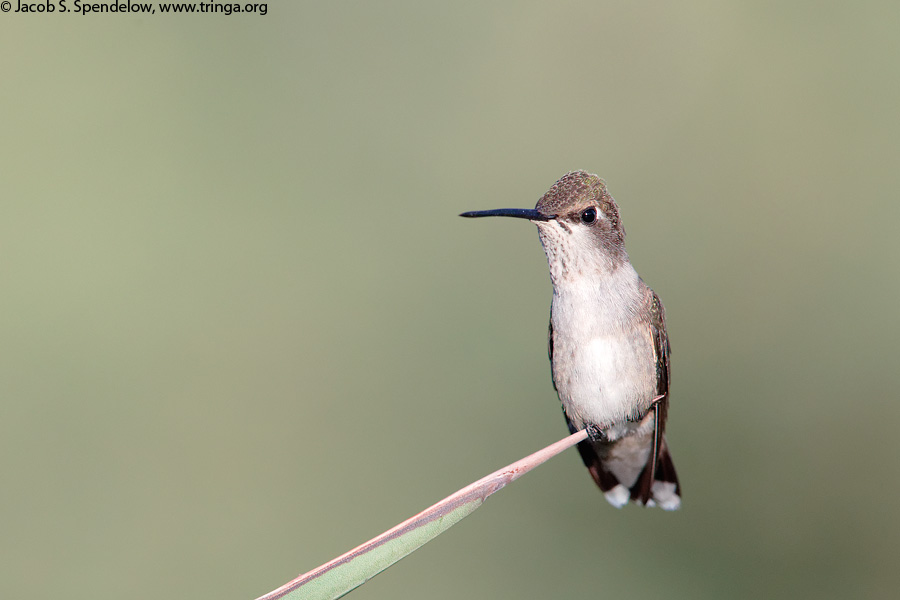 Black-chinned Hummingbird