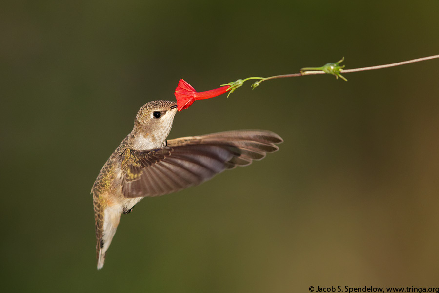 Black-chinned Hummingbird
