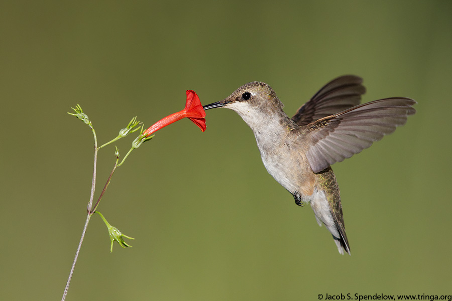 Black-chinned Hummingbird