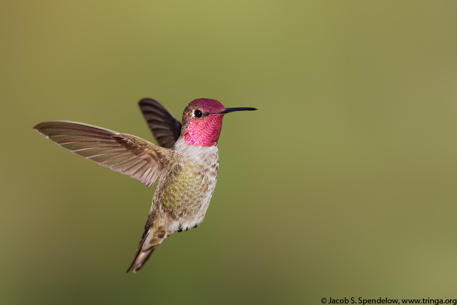 Anna's Hummingbird