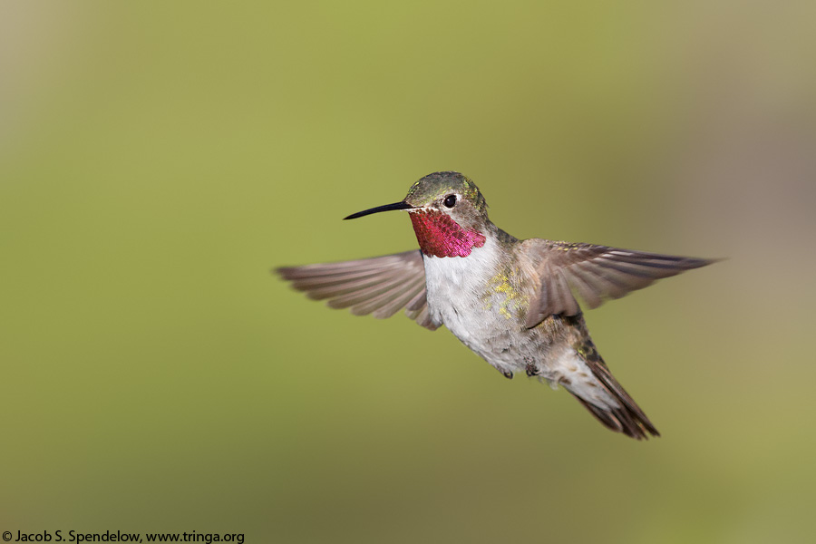 Broad-tailed Hummingbird