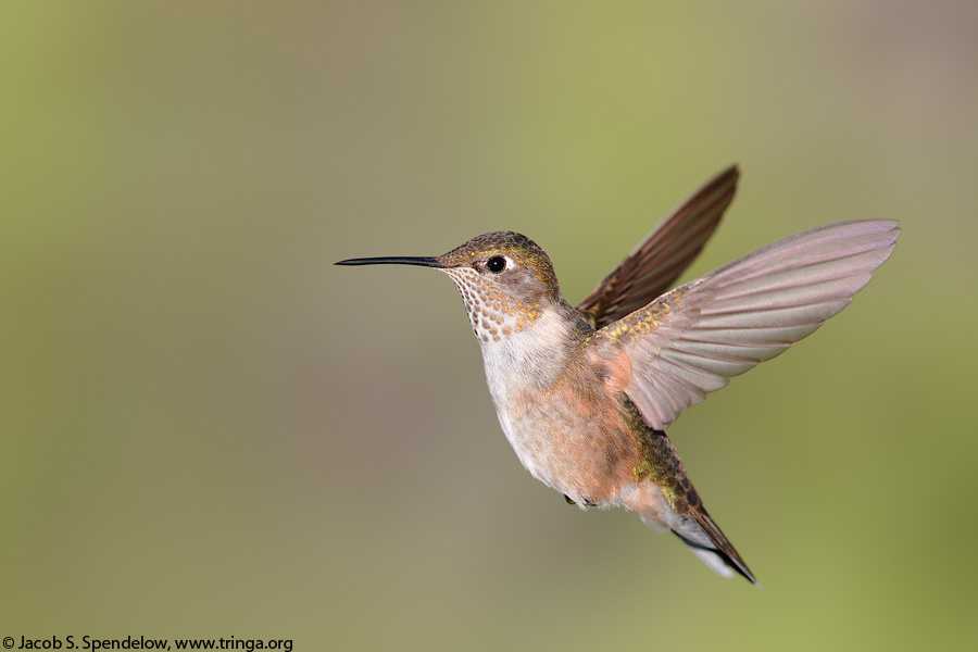 Broad-tailed Hummingbird