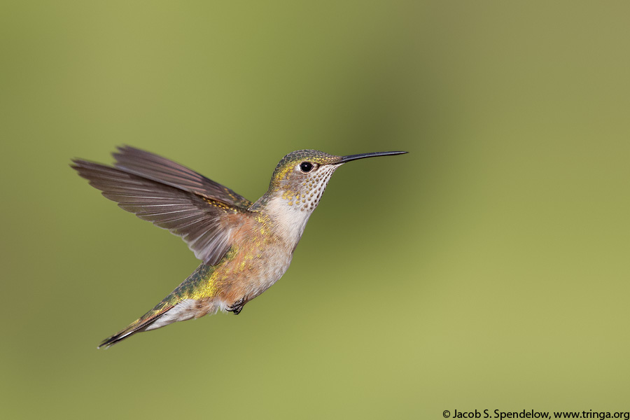 Broad-tailed Hummingbird