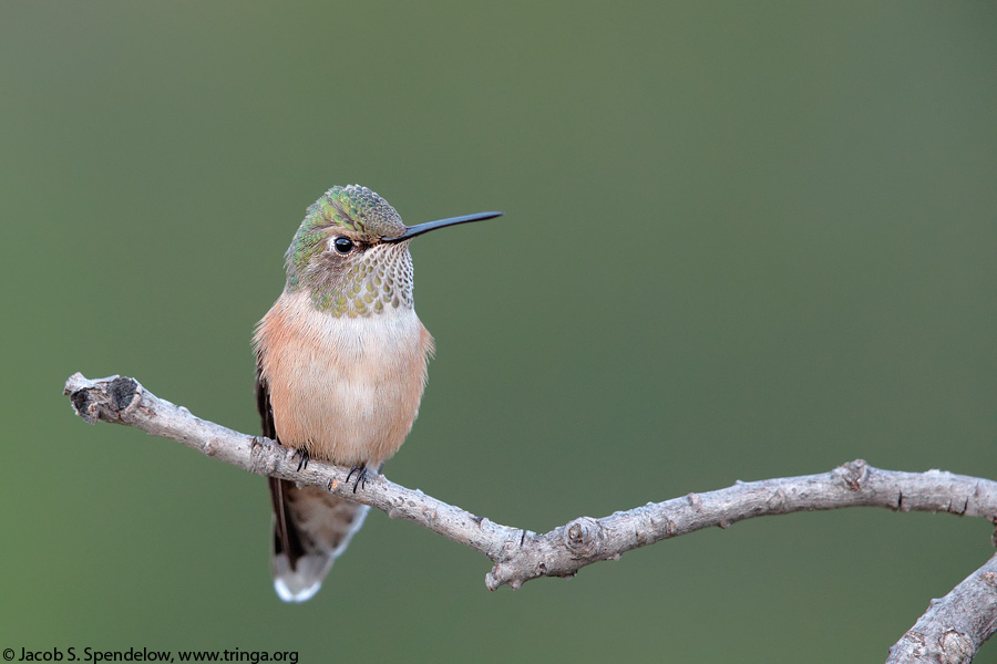 Broad-tailed Hummingbird