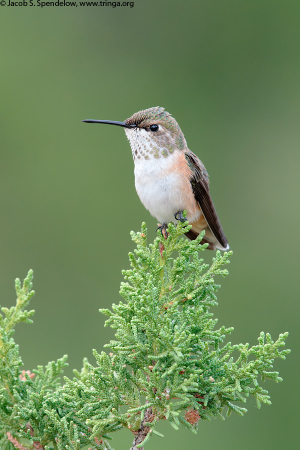 Broad-tailed Hummingbird