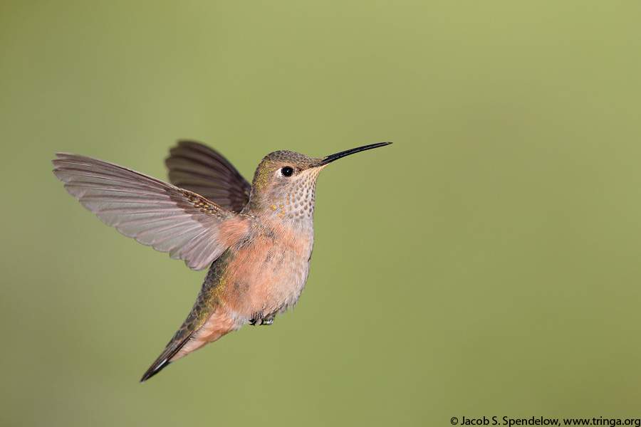 Broad-tailed Hummingbird