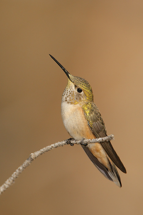 Broad-tailed Hummingbird