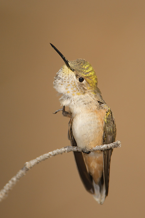 Broad-tailed Hummingbird