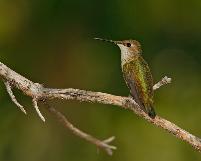 Rufous Hummingbird