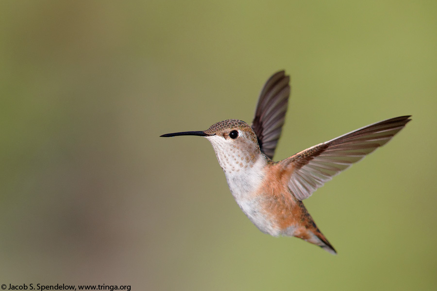 Rufous Hummingbird