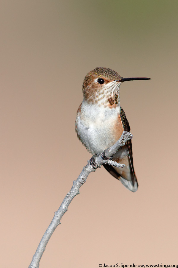 Rufous Hummingbird