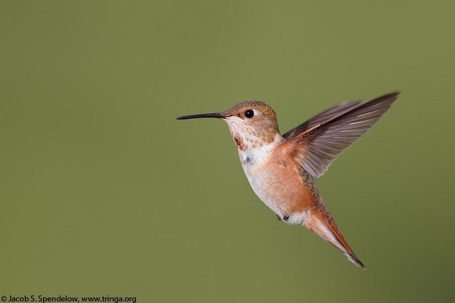 Rufous Hummingbird