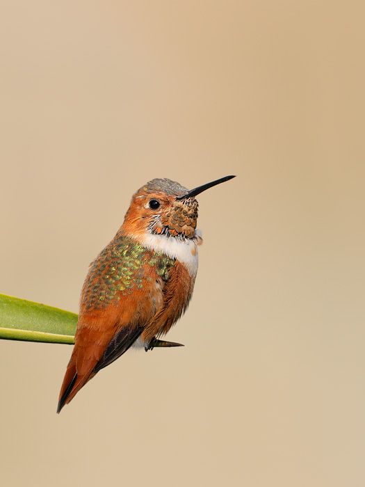 Allen's Hummingbird