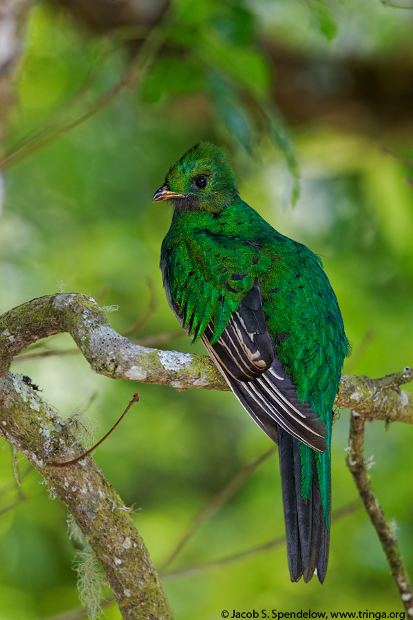 Resplendent Quetzal