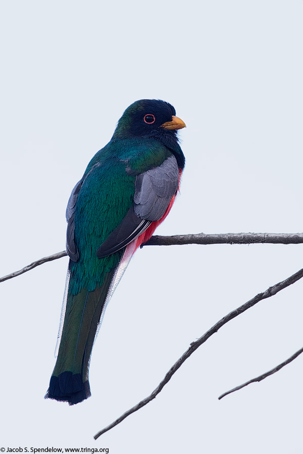 Elegant Trogon