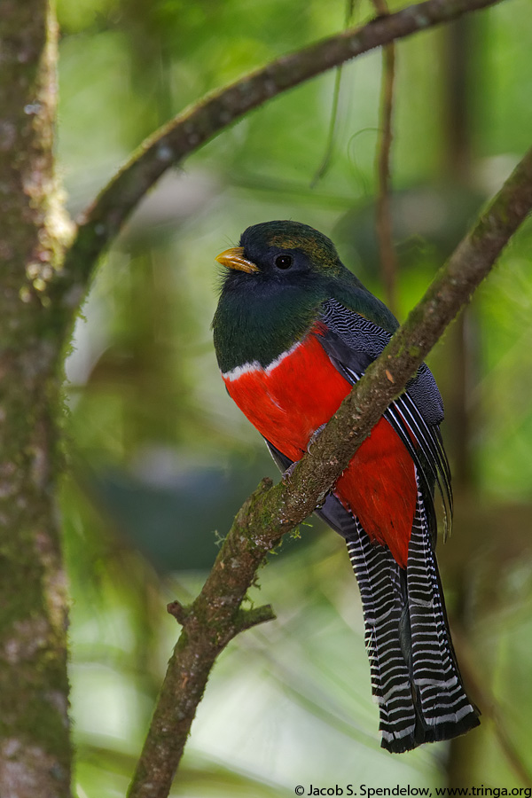 Collared Trogon