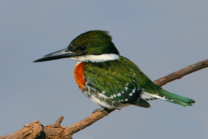 Green Kingfisher