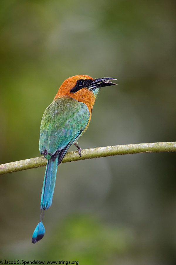 Broad-billed Motmot