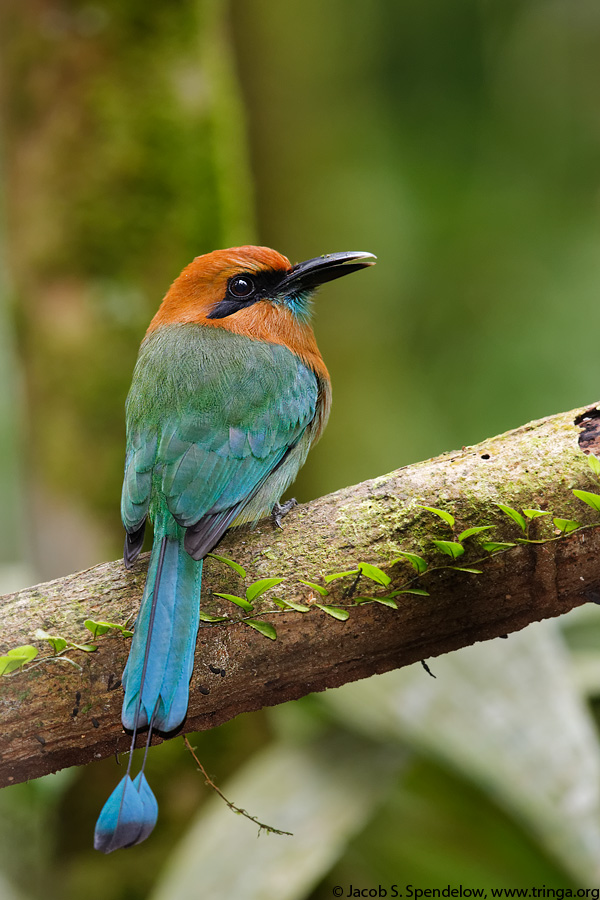 Broad-billed Motmot