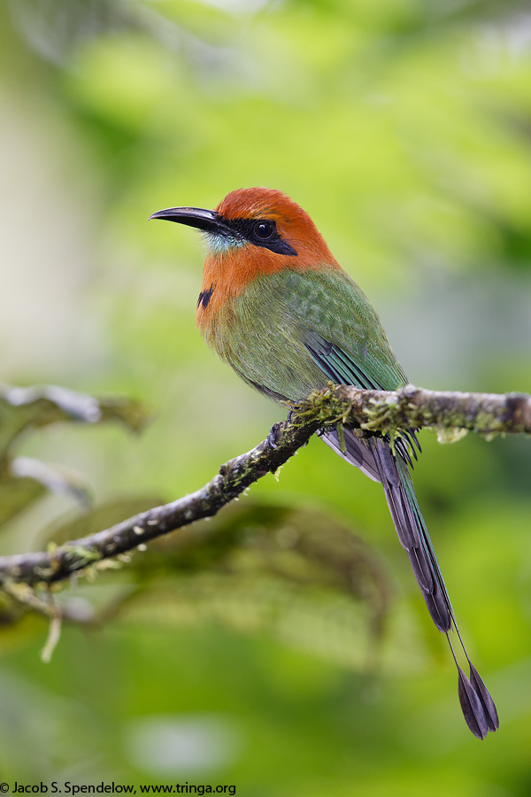 Broad-billed Motmot