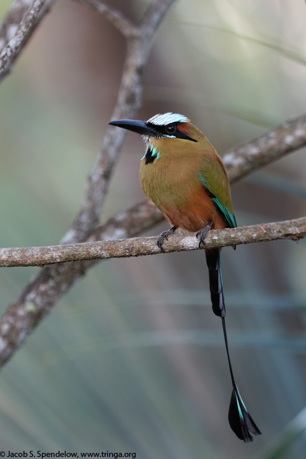 Turquoise-browed Motmot