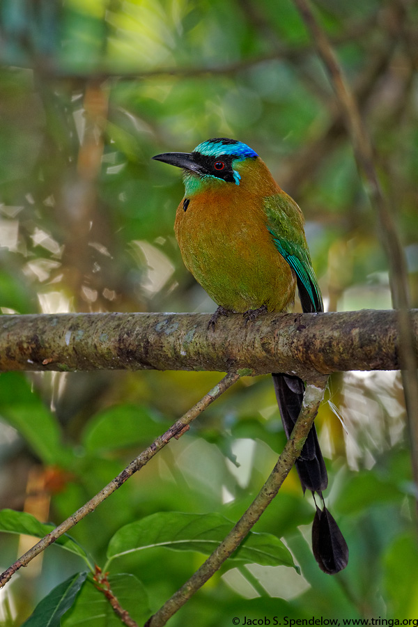 Blue-crowned Motmot