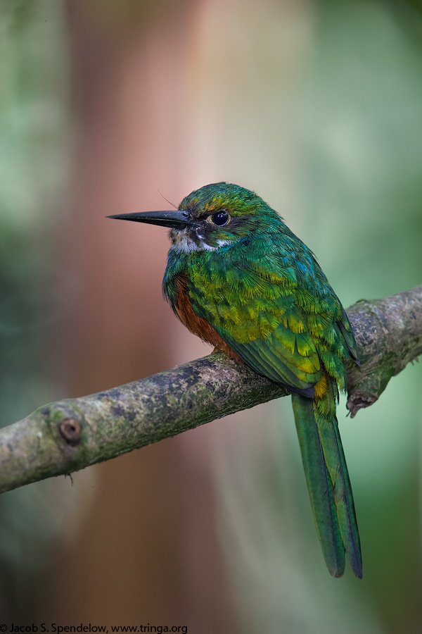 Rufous-tailed Jacamar