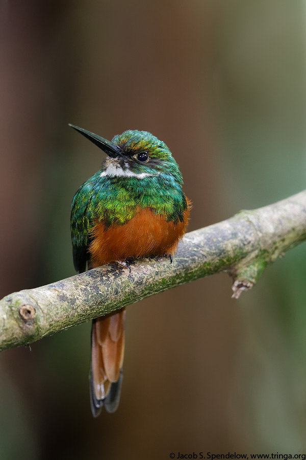 Rufous-tailed Jacamar