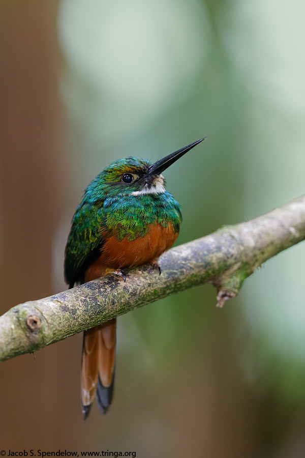 Rufous-tailed Jacamar