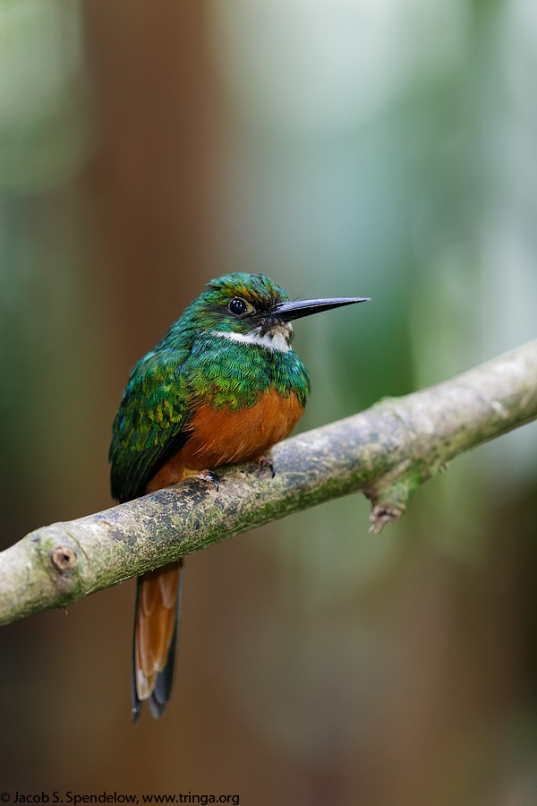 Rufous-tailed Jacamar