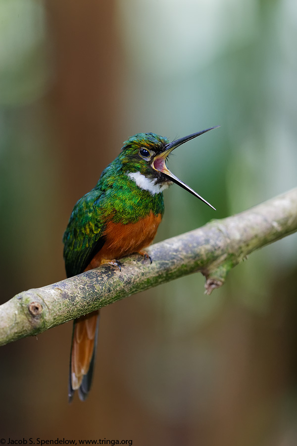 Rufous-tailed Jacamar