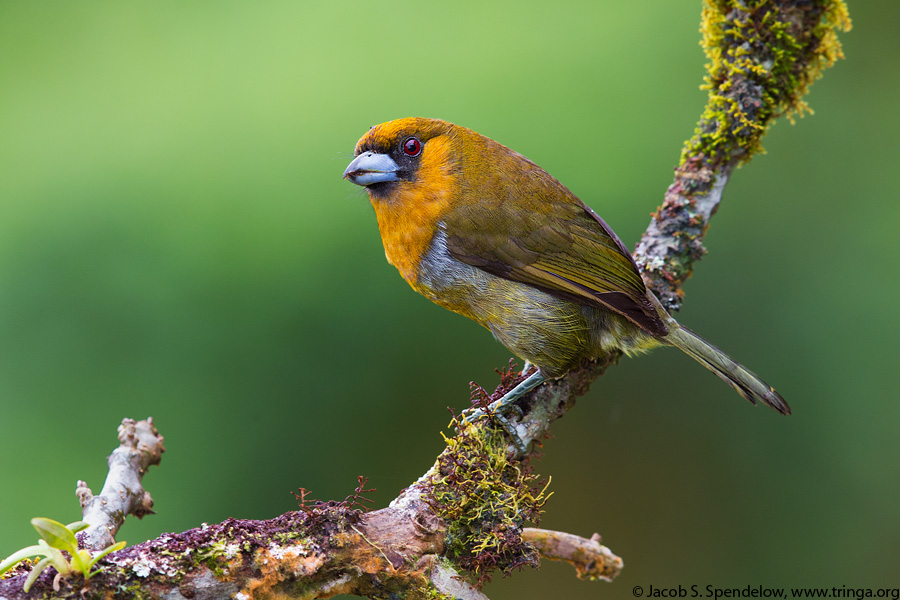 Prong-billed Barbet