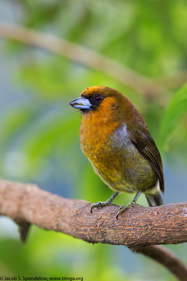 Prong-billed Barbet