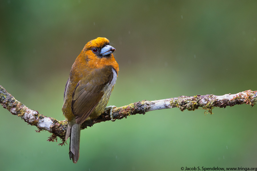 Prong-billed Barbet