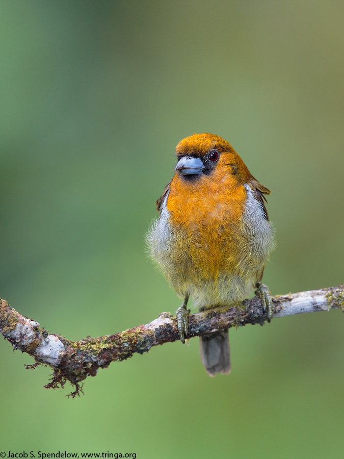 Prong-billed Barbet