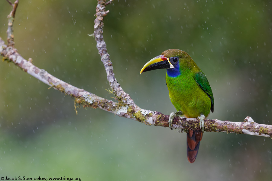 Emerald Toucanet