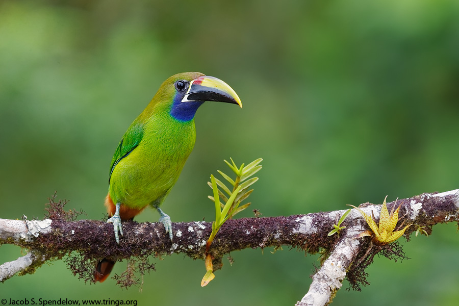 Emerald Toucanet