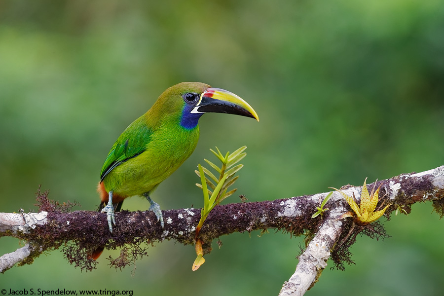 Emerald Toucanet