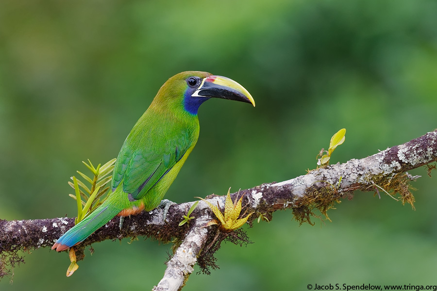 Emerald Toucanet