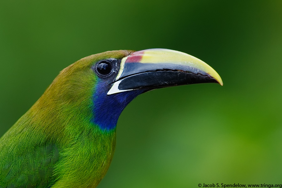 Emerald Toucanet