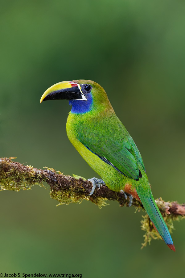 Emerald Toucanet