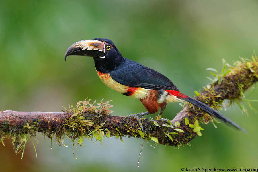 Collared Aracari