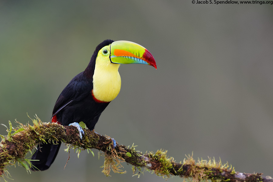 Keel-billed Toucan