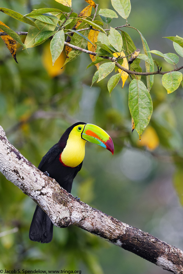 Keel-billed Toucan