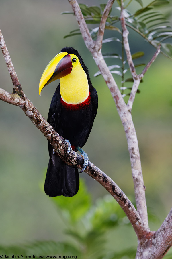 Yellow-throated Toucan