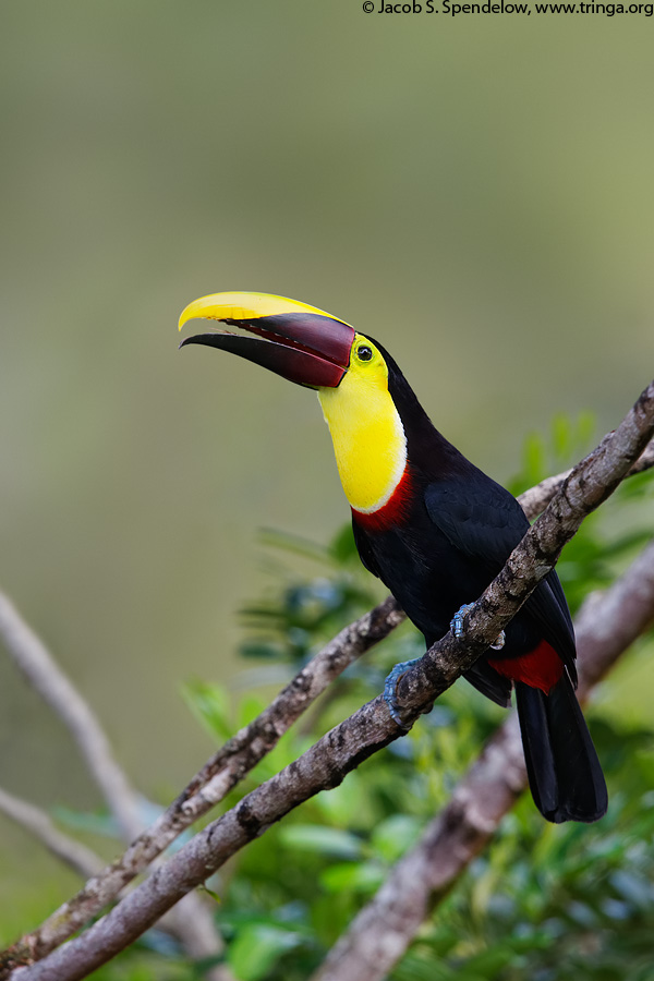 Yellow-throated Toucan