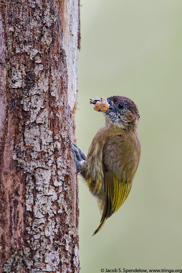 Olivaceous Piculet