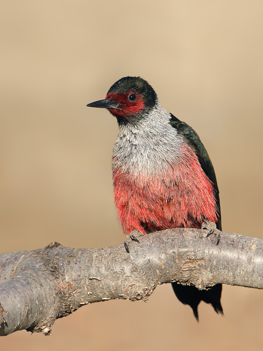 Lewis's Woodpecker