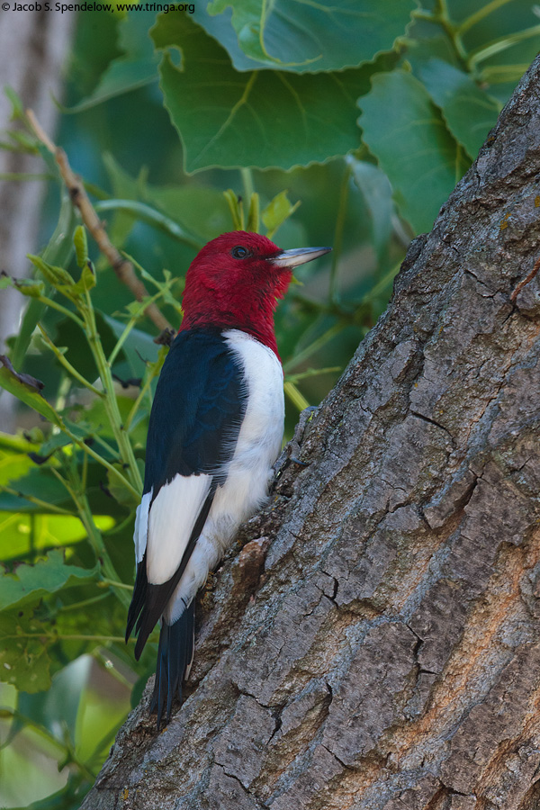 Red-headed Woodpecker