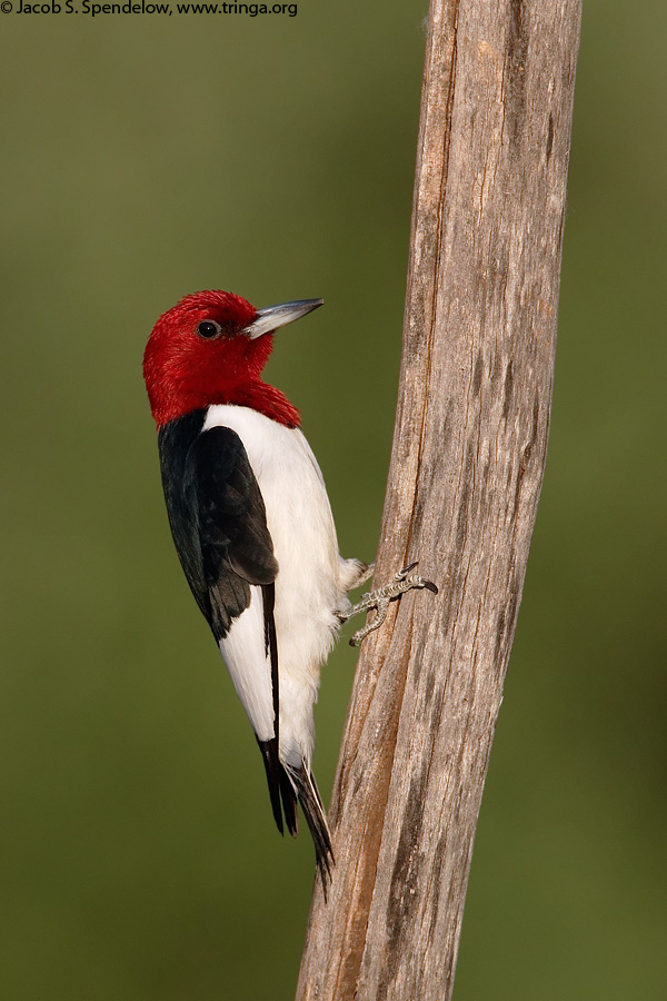 Red-headed Woodpecker